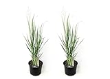 Plant in a Box - 2er Set - Panicum virgatum 'Northwind' - Ziergras - Topf 23cm - Höhe...