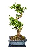 Zimmerbonsai chinesischer Liguster bonsai - ca. 11 Jahre 35-40 cm hoch Immergrün mit...