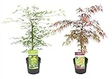 Plant in a Box - Acer palmatum 'Garnet', Emerald Lace' - 2er Mix - Japanischer Ahorn Baum...