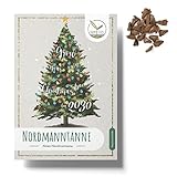 Nordmanntanne Samen (20x Stück) - Dein eigener Weihnachtsbaum zum selber Pflanzen als...