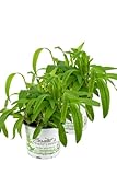 2er Set Arnika Pflanze, Arnica, frische Kräuter Pflanze im Topf aus Nachhaltigem Anbau