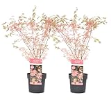 Plant in a Box - Japanischer Ahorn 'Taylor' - 2er Set - Japanischer Ahorn winterhart -...