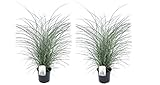 Plant in a Box - Miscanthus sinensis 'Kleine Silberspinne' - 2er Set - Ziergras - Topf...