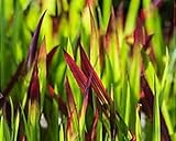 6 Japanisches Blutgras Red Baron Imperata cylindrica var. T9x9 Pflanzware Gräser x