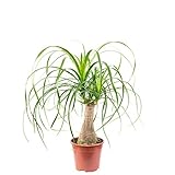 Beaucarnea a 1 tronco - pianta da interno facile da curare, altezza ca. 40 cm, diametro...