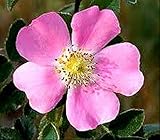 GETSO Semi Pacchetto Non Piante: 40 Semi PinkMosqueta Hagebutte Rosa Silvestre Fiori Ist