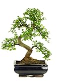 Bonsai Baum mit Keramik Blumentopf - Ligustrum, Ficus, Carmona, Podocarpus, Chinese elm -...