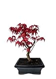 Bonsai DE - Bonsai baum Japanischer Fächerahorn - Acer (Ahorn) bonsai bäume/Japanische...