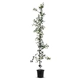 TropicTrees | Toskanischer Sternjasmin | Jasmin mit einer Höhe von 140 cm |...