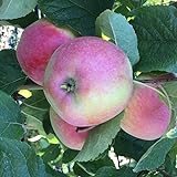 Apfelbaum Riesenapfel Aport russischer Herbstapfel zweijähriger Buschbaum schwachwachsend...
