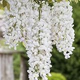 Weißer Chinesicher Blauregen - Wisteria sinensis 'Alba' Kletterpflanze mit großen...