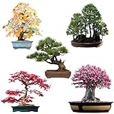 Außergewöhnliche Bonsai Samen mit hoher Keimrate - Pflanzen Samen Set für deinen...