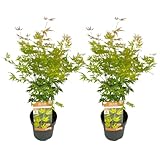 Plant in a Box - Japanischer Ahorn 'Orange Lace' - 2er Set - Japanischer Ahorn Acer Baum -...