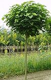 Kugel-Trompetenbaum, Catalpa bignonioides Nana, Höhe: 180-190 cm + Dünger