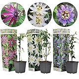 Plant in a Box - Passiflora Kletterpflanze - 3er Mix - Gartenpflanz Winterhart - Topf 9cm...