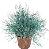 100 pcs Blauschwingel Gras Samen Anpflanztöpfchen （Festuca glauca） Hochbeet Balkon...