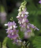 violette Geißraute - Galega officinalis - Gartenpflanze