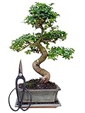 Bonsai mit Schere, ca. 30-35cm hoch (Bonsai chin. Liguster (Abb. ähnlich) mit Untersetzer...