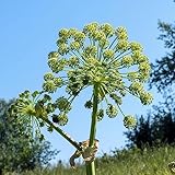 10 pcs engelwurz pflanzen samen - gartenkräuter grünpflanzen,Angelica sinensis,...