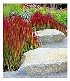 BALDUR Garten Ziergras 'Red Baron', 3 Pflanzen, Japanisches Blutgras Flammengras, Imperata...