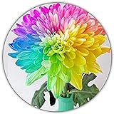 Regenbogen Chrysantheme - ca. 50 Samen - Wunderbare Farbpracht - Ideal als Geschenk