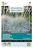 Buzzy Ornamental Grasses, Blau-Schwingel 'Festina'