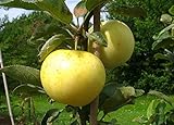 Apfelbaum groß alte Sorte Obst Baum Weißer Klarapfel Baum Busch - in Premium Baumschul...