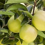 Apfel Baum 'Golden Delicious' Malus domestica im 7,5L Topf gewachsen 150-200cm...