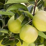 Apfel Baum 'Golden Delicious' Malus domestica im 7,5L Topf gewachsen 150-200cm...