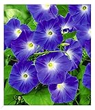 BALDUR Garten Trichterwinde 'Blue Hardy', 1 Pflanze, Ipomoea Indica, Kletterpflanze...