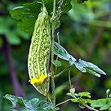 50 Stücke Bittermelone Samen Alte Gemüsesorten Samen Bitter Gourd Samen Bitter Melone,...