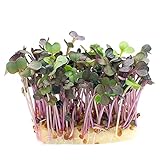 2100 Stück sprossen samen brokkoli sprossensamen keimsprossen samen microgreens...