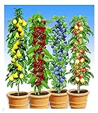 BALDUR Garten Säulen-Obst-Kollektion Birne, Kirsche, Pflaume & Apfel, 4 Pflanzen als...