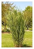 3 x Panicum virgatum 'Northwind' (Ziergras/Gräser/Staude/Winterhart) BLICKFANG/TOP...