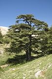 Seedeo Libanonzeder (Cedrus libani) 20 Samen