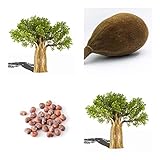 Affenbrotbaum (Afrikanischer) -Adansonia digitata - Baobab Frucht -10 Samen