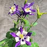 50 pcs akelei samen mehrjährig, Aquilegia Columbine wildblumensamen mehrjährig...