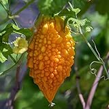 20 Stücke Bittermelone Samen Winterharte Pflanzen Für Garten Bitter Gourd Samen...