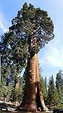 50 X Samen Riesenmammutbaum Sequoiadendron giganteum Redwood Saatgut Mammut Baum