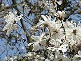 5 White Magnolia I semi del giglio Fiore Albero fragrante Tulipano Magnol liliiflora Bloom