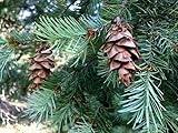 100 X Samen Douglasie Pseudotsuga menziesii viridis Nadelbaum, Baum Samen