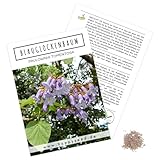 Blauglockenbaum Kiribaum Samen (Paulownia tomentosa, 300 Korn) - Schnellst wachsender Baum...