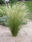 5 x Stipa tenuissima 'Pony Tails' 1 Liter (Ziergras/Gräser/Stauden/winterhart) Federgras...