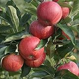 Gala, Herbstapfel, Apfelbaum als Spindel Buschbaum, sehr süß ca. 110-140 cm im 10 Liter...