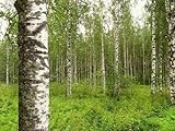 300 Samen Set Verschiedene Birken Samen Mix Wald Baum