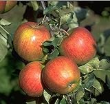 WonderTree Apfelbaum Elstar Apfel extra reich tragend selbstfruchtend kompakt wachsend