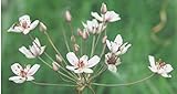 4 junge Pflanzen Schwanenblume, tolle Teichpflanze Blickfang mit toller Blüte, Insekten...