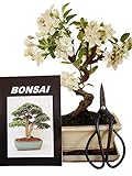 Anfänger Bonsai-Set Apfelbaum 4 teiliges Set Freilandbonsai ca. 12 Jahre alt ca. 30-35 cm...