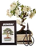 Anfänger Bonsai-Set Apfelbaum 4 teiliges Set Freilandbonsai ca. 12 Jahre alt ca. 30-35 cm...