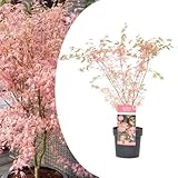 Plant in a Box - Japanischer Ahorn 'Taylor' - Japanischer Ahorn winterhart - ''Limited...